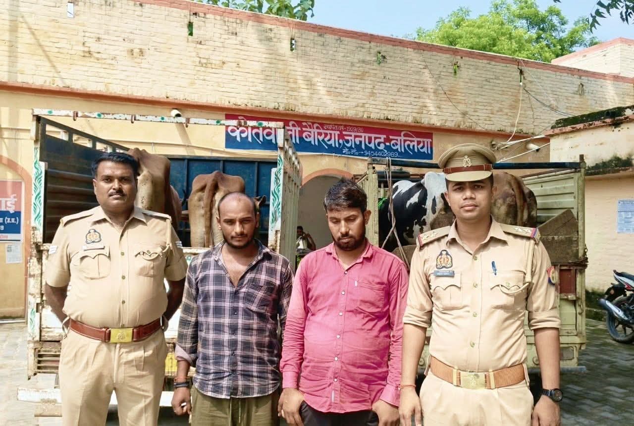 चेकिंग के दौरान दो पिकअप से 8 गोवंश बरामद, दो गिरफ्तार और दो फरार