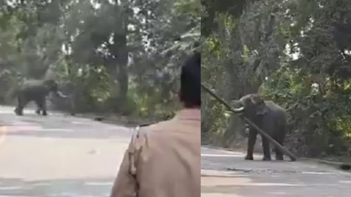 6 घंटे से बेकाबू काशी नरेश का हाथी, जंगल की ओर भागा; 13 साल से देखभाल कर रहे महावत पर किया हमला