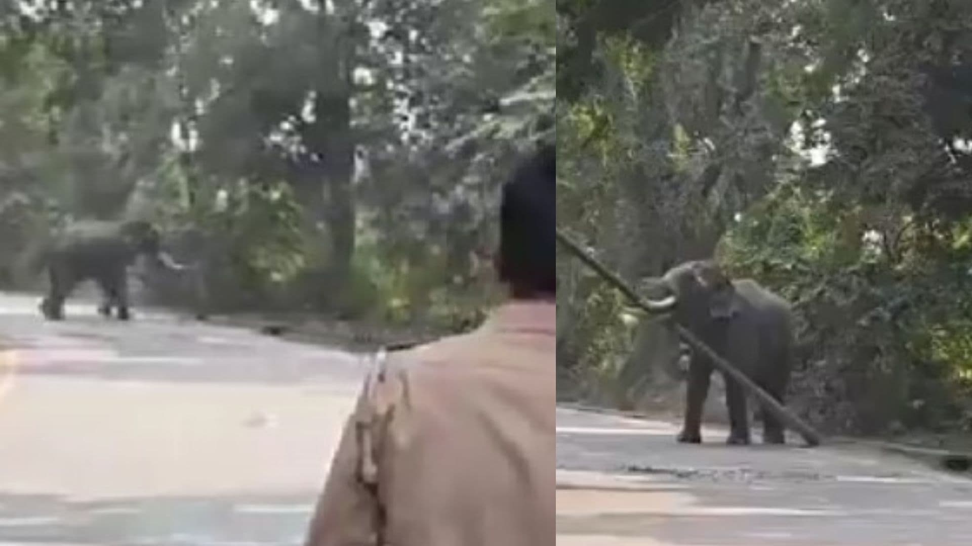 6 घंटे से बेकाबू काशी नरेश का हाथी, जंगल की ओर भागा; 13 साल से देखभाल कर रहे महावत पर किया हमला