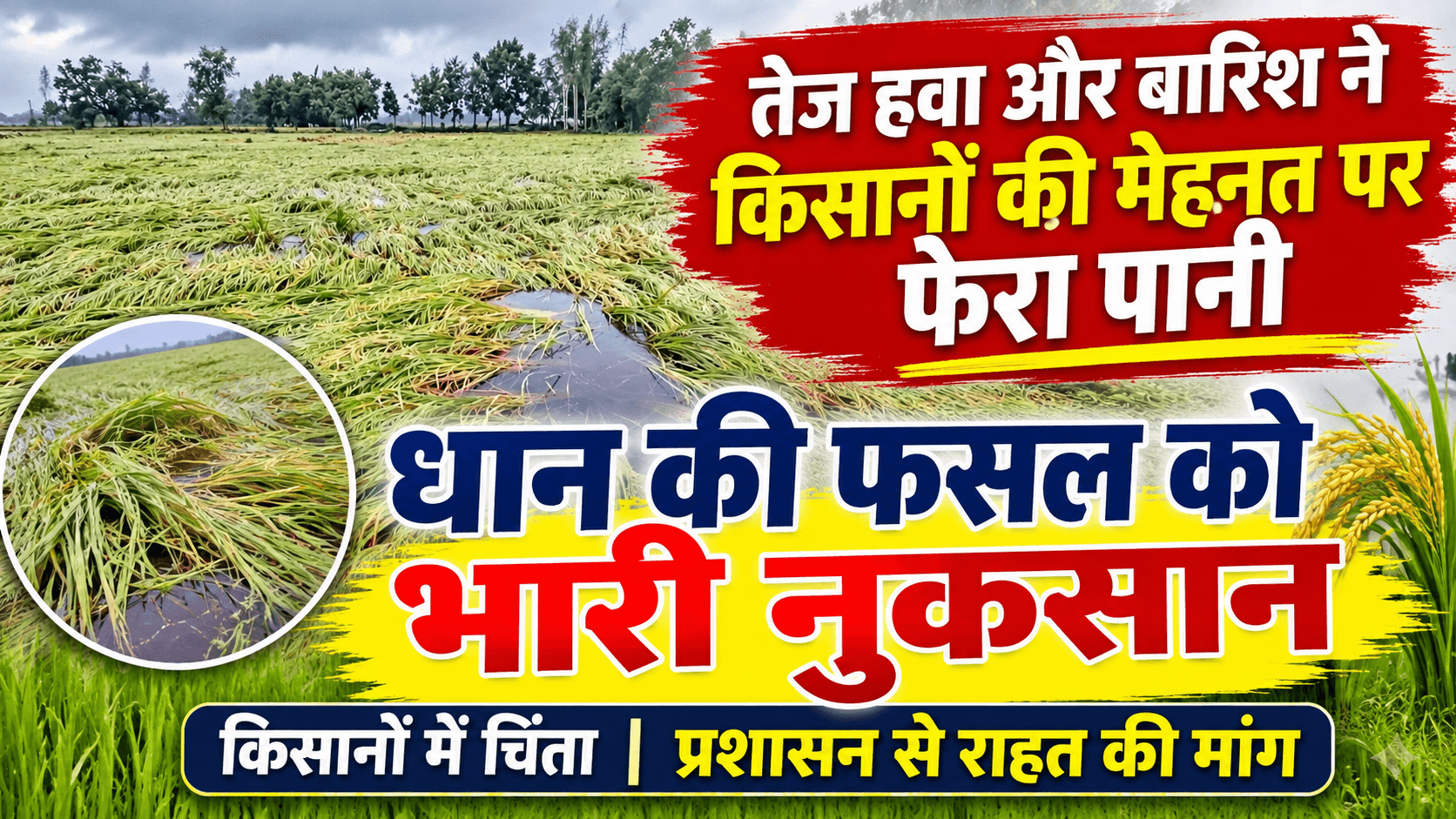 तेज हवा और बारिश ने किसानों की मेहनत पर फेरा पानी, धान की फसल को भारी नुकसान